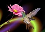 Accès aux partage: le Colibri eteint le feu de l'ignorance Logo-Colibri-FN-03